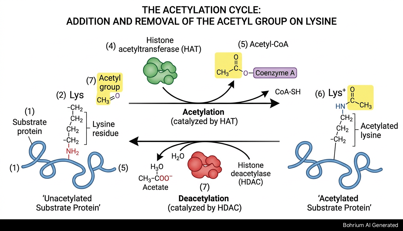 Acetylation